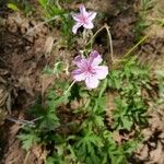 Geranium viscosissimum Kukka