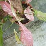 Syngonium podophyllum عادت داشتن