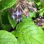 Trachystemon orientalis Folha