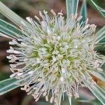 Eryngium campestre പുഷ്പം