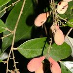 Licania hypoleuca Fruit