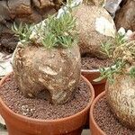 Pachypodium bispinosum Характер