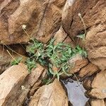 Tridax procumbens Buveinė