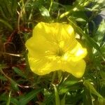 Oenothera macrocarpaᱵᱟᱦᱟ