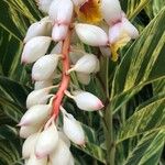 Alpinia zerumbetΛουλούδι