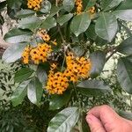 Pterocarpus rohrii Flower