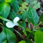 Hypoestes forskaolii অভ্যাস