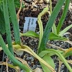 Ornithogalum dubium Fuelha