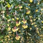 Berberis julianaeFlower