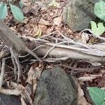 Ficus cyathistipula Bark