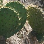 Opuntia oricola Fulla