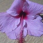 Hibiscus rosa-sinensis Інше
