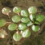 Ludwigia peploides Likasa