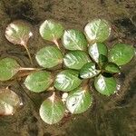 Ludwigia peploides Leaf