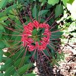 Lycoris radiata Kvet