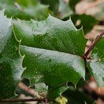 Berberis aquifolium Leaf