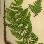 Dryopteris expansa Muu