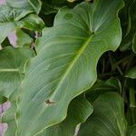 Zantedeschia aethiopica Leaf