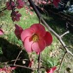 Chaenomeles japonica Flower