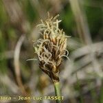 Carex stenophylla Blomma