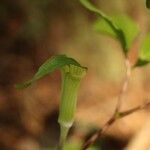Arisaema monophyllum