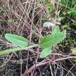 Hirschfeldia incana Leaf