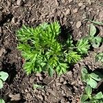 Artemisia annua Lapas