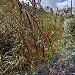 Setaria parviflora Листок