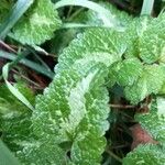 Lamium maculatumBlad