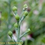 Fumaria gaillardotii Fruit