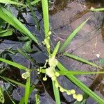 Sparganium americanum Leaf