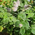 Mentha × rotundifolia आदत