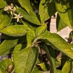 Clerodendrum trichotomum Blatt