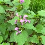 Lamium maculatumപുഷ്പം