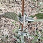 Leucas tomentosa Hoja