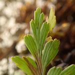 Asplenium aethiopicum 葉