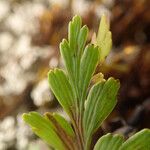 Asplenium aethiopicum Levél