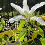 Bauhinia forficata 花