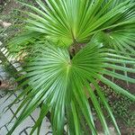 Livistona chinensis Folha
