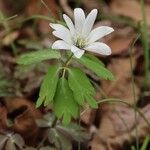 Anemone raddeana