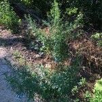 Artemisia verlotiorum Vivejo