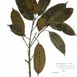 Pouteria cuspidata Otro
