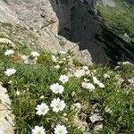 Cerastium alpinum Fiore