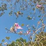 Bauhinia purpureaBloem