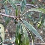 Pyrus salicifolia Leaf