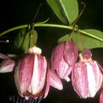 Passiflora gabrielliana Flower