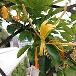 Lonicera hildebrandtiana Blüte