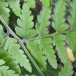 Athyrium vidalii Other