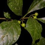 Solanum rovirosanum Плод