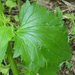 Scrophularia auriculata Leaf